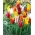 Selección de tulipanes de flor de lirio - Mezcla de flores de lirio - 5 piezas
