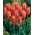 Tulipe Big Brother - Pack XL - 50 pcs