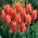 Tulipe Big Brother - Pack XL - 50 pcs