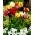 Výber papagájových tulipánov - Papagájová zmes - 5 ks