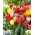 Rojtos tulipán választék - Rojtos keverék - 5 db.