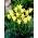 Cistula tulipán - XL balenie - 50 ks