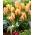 Tulipe City Flower - pack XXXL 250 pcs