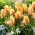 Tulipe City Flower - pack XXXL 250 pcs