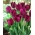 Curly Sue tulipan - XXXL pakke 250 stk