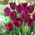 Curly Sue tulipan - XXXL pakke 250 stk