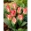 Tulipe Tsar Peter - pack XXXL 250 pcs