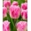 Dallas tulipan - XL pakiranje - 50 kom