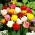 Dvojitý výber tulipánov - Dvojitý mix - 5 ks