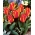 Tulipa Engadin - pacote XXXL 250 unidades