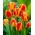 Tulipa com franjas do solstício - 5 peças