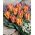 Tulipa Golden Day - pacote XXXL 250 unid.