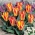 Golden Day tulipan - XXXL pakke 250 stk