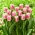 Havajský tulipán - XL balenie - 50 ks