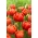Icoon tulipan - XL pakiranje - 50 kom