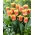 Joint Division Tulpe - XL-Packung - 50 Stk - 