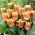 Joint Devision tulipe - pack XL - 50 pcs