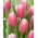 Kasia tulipan - XL pakke - 50 stk.