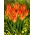 Lilyfire tulip - 5 pcs