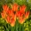 Lilyfire tulipan - XXXL pakiranje 250 kom