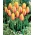 Long Lady tulipán - XL csomag - 50 db.