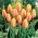 Long Lady tulipán - 5 ks.