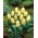 Mieke Telkamp tulipán - 5 uds