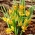 Orphanidea Flava botanisk tulipan - XL-pakning - 50 stk