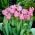Photo tulipe - pack XL - 50 pcs