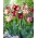 Striped Crown tulipán - XXXL balenie 250 ks