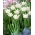 White Liberstar tulip - XXXL pack  250 pcs