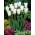 Biely tulipán Triumphator - XXXL balenie 250 ks
