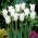Tulipa Triumphator blanca - XXXL pack 250 uds