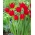 Wisley tulipan - 5 stk