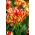 Wonder Club tulipan - XL pakiranje - 50 kom