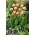 World Expression tulipan - XL pakiranje - 50 kom