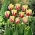 Tulipe World Expression - pack XL - 50 pcs
