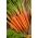 Zanahoria "Afalon F1" - calibrada (1.6 - 1.8) 100 000 semillas - semillas profesionales para todos - 