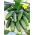 Cucumber "Sremski F1" - 100 g - 3500 seeds