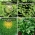 Zelenjava za sadilnike - izbor semen 4 rastlinskih vrst - 