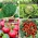 Legumes de varanda - sementes de 4 variedades de plantas - 