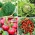 Legumes de varanda - sementes de 4 variedades de plantas - 