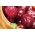BIO Red beterraba redonda - Sementes orgânicas certificadas - 