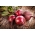 BIO Red beterraba redonda - Sementes orgânicas certificadas - 