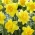 Narcissus Dick Wilden - Nartsiss Dick Wilden - XXXL pakk 250 tk