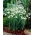 Galanthus nivalis - Snowdrop - XL förpackning - 50 st