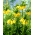 Fritillaria imperialis Lutea - Crown Imperial Lutea - XL csomag - 50 db.
