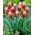 Tulipa Basket - Tulip Keranjang - 5 lampu - Tulipa Canasta