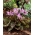 Erythronium Purple King - zlatni psi Ljubičasti kralj - lukovica / gomolj / korijen