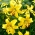 Lilium, Lily Yellow Tiger - Confezione XL - 50 pz